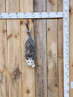 Opossum Hanging By It's Tail Taxidermy