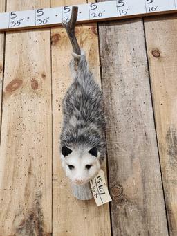 Opossum Hanging By It's Tail Taxidermy