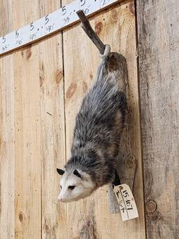 Opossum Hanging By It's Tail Taxidermy