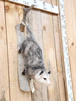 Opossum Hanging By It's Tail Taxidermy