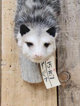 Opossum Hanging By It's Tail Taxidermy