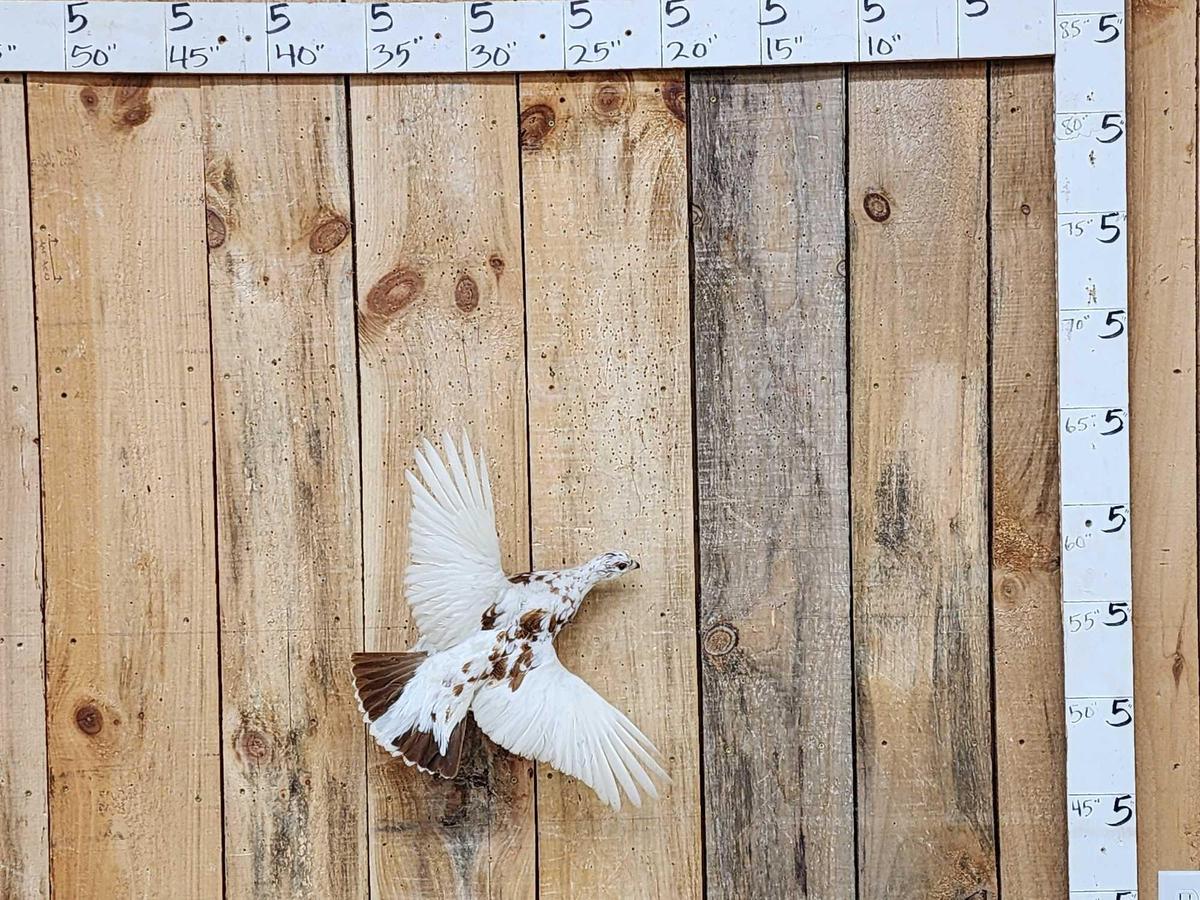 Alaskan Ptarmigan In Flight Bird Taxidermy