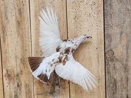 Alaskan Ptarmigan In Flight Bird Taxidermy