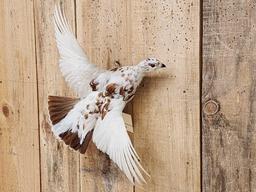 Alaskan Ptarmigan In Flight Bird Taxidermy