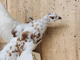 Alaskan Ptarmigan In Flight Bird Taxidermy