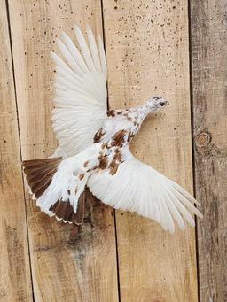 Alaskan Ptarmigan In Flight Bird Taxidermy
