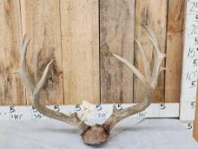 Big Mule Deer Antlers On Plaque