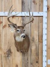 5x5 Whitetail Shoulder Mount Taxidermy