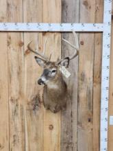 4x4 Whitetail Shoulder Mount Taxidermy