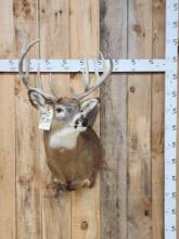 Main Frame 5x5 Whitetail Shoulder Mount Taxidermy