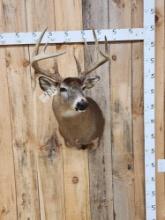 5x5 Whitetail Shoulder Mount Taxidermy