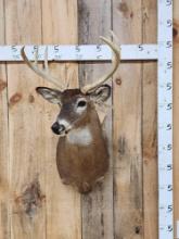 4x5 Whitetail Shoulder Mount Taxidermy