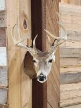 4x4 Whitetail Shoulder Mount Taxidermy