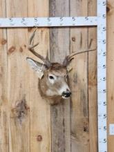 5x5 Whitetail Shoulder Mount Taxidermy