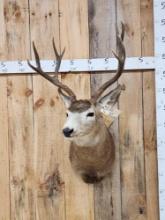 4x4 Mule Deer Shoulder Mount Taxidermy