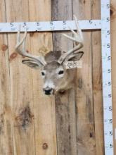 5x5 Whitetail Shoulder Mount Taxidermy