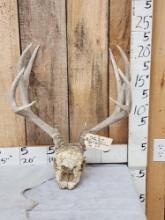 5x5 Mule Deer Antlers On Skull Plate