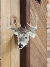4x4 Whitetail Shoulder Mount Taxidermy
