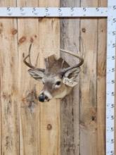 5x5 Whitetail Shoulder Mount Taxidermy