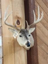 4x5 Whitetail Shoulder Mount Taxidermy