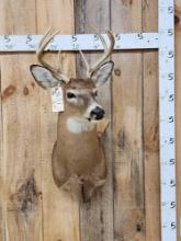 4x4 Whitetail Shoulder Mount Taxidermy