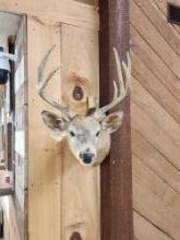 5x5 Whitetail Shoulder Mount Taxidermy