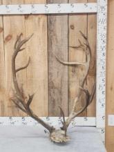 Caribou Antlers On Skull Plate