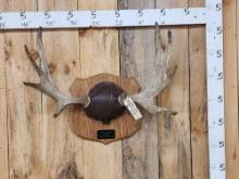 28" Moose Antlers On Plaque