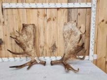 Set Of 36 Lbs Alaskan Moose Antlers