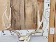 6x5 Mule Deer Antlers On Skull Plate