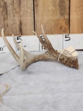 Wild Main Frame 4 Point Whitetail Shed Antler