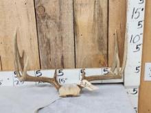 4v5 Whitetail Antlers On Skull Plate