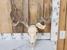 5x5 Whitetail Antlers On Skull