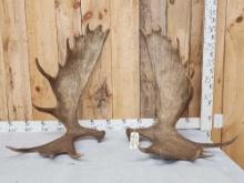 30.4 Lbs Set Of Alaskan Moose Antlers