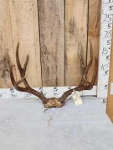 5x5 Mule Deer Antlers On Skull Plate