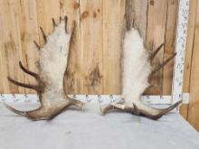 36 Lbs Set Of Alaskan Moose Shed Antlers