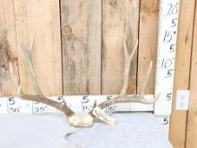 5x5 Mule Deer Antlers On Skull Plate