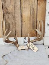 5x5 Whitetail Antlers On Skull Plate