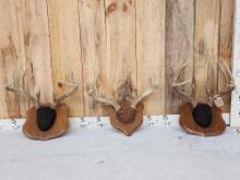 3 Sets Of Whitetail Antlers On Plaques