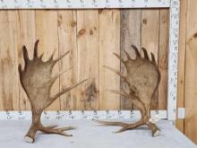 Awesome 24.4 Lbs Set Of Self Standing Alaskan Moose Antlers