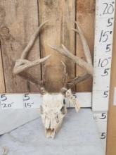 Mini Monster 4x5 Whitetail Antlers On Skull