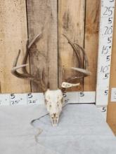 Big 4x4 Wild Whitetail Antlers On Skull