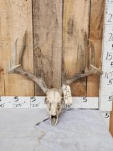 5x5 Whitetail Antlers On Skull
