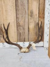 5x5 Mule Deer Antlers On Skull Plate