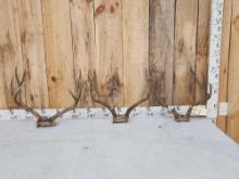 3 Sets Of Mule Deer Antlers On Skull Plate