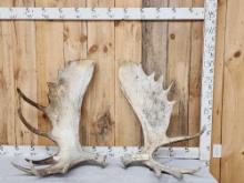 35 Lbs Set Of Alaskan Moose Shed Antlers