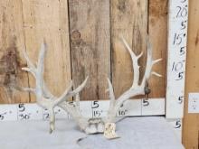 Gnarly Nontypical Whitetail Antlers On Skull Plate