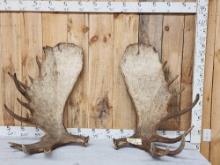 Massive 44.9 Lbs Set Of Alaskan Moose Shed Antlers