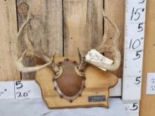 5x5 Whitetail Antlers On Plaque