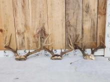 3 Sets Of Whitetail Antlers On Skull Plate